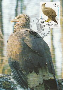 Hungary 1983 Maxicard Sc #2799 2fo Sea eagle WWF