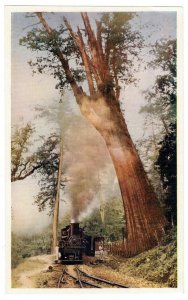 ROC China Taiwan 1956 Unused Postcard Mount Arisan Train Locomotive Railway Tree