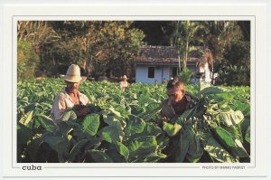 Postal stationery Cuba Cigar - Tobacco field