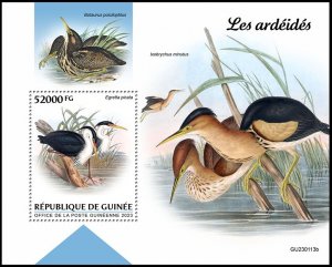 GUINEA 2023 BIRDS OISEAUX VOGEL UCCELLO AVES