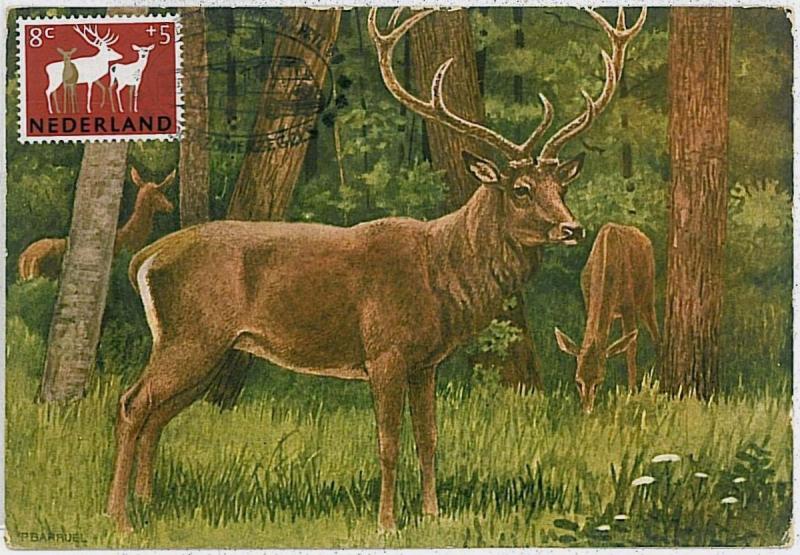 32193 MAXIMUM CARD - POSTAL HISTORY - Netherlands: Deers, Moose, Hunting, 1960