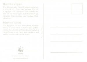 E0008 WWF Maximum Card 1991 Fauna Birds Gibraltar Egyptian Vulture Eagle