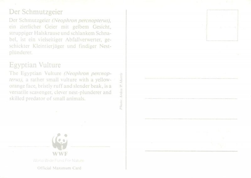 E0008 WWF Maximum Card 1991 Fauna Birds Gibraltar Egyptian Vulture Eagle