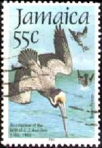 Bird, Brown Pelicans, Jamaica stamp SC#596 mint