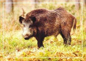 Moldova 2016 PSC  FD Cancel Wild boar hunting game 