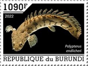 Burundi - 2022 Saddled Bichir Fish - Stamp - BUR2201087a