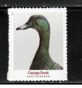 5591 * CAYUGA DUCK *   U.S. Postage Stamp MNH