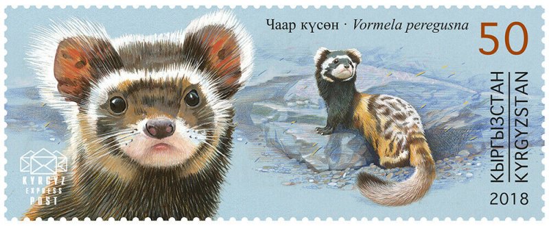 Stamps of Kyrgyzstan 2018. - Red Book of Kyrgyzstan - Marble Ferret. Stamp.