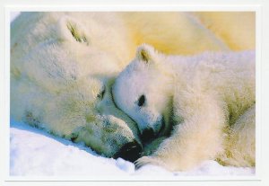 Postal stationery China 2006 Polar bear