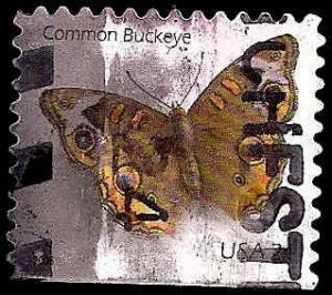 # 4001a USED COMMON BUCKEYE BUTTERFLY