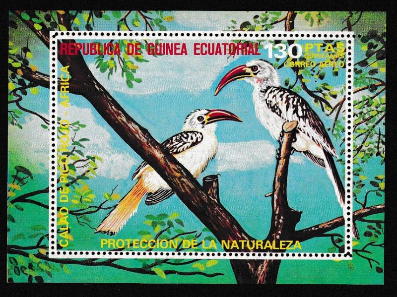 Eq. Guinea Birds Red-billed Hornbill MS