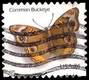 # 4001 USED COMMON BUCKEYE BUTTERFLY