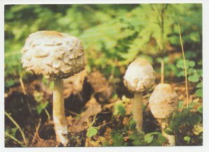 Postal stationery Belarus 1999 Mushroom