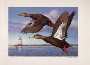 CONNECTICUT #1 1993 STATE DUCK STAMP PRINT BLACK DUCKS LIGHTHOUSE  by Tom Hirata