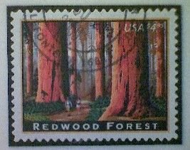 United States, Scott #4378, used(o), 2009, Redwood Forest, $4.95