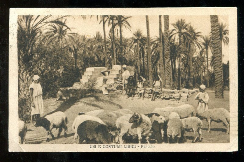 d398 - ITALY Colonies LIBYA 1923 Single Use on Picture Postcard. Sheep Shepherds