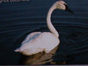​TONGA WILD ANIMALS-TRUMPETER SWAN MNH  IMPERF-S/S VF WE SHIP TO WORLD WIDE