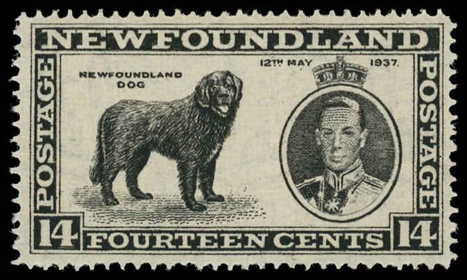 NEWFOUNDLAND Sc 238 F-VF/MNH - 1937 14¢ KGVI & Newfoundland Dog