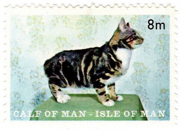 (I.B) Cinderella Collection : Isle of Man (Calf of Man) Manx Cat 8m