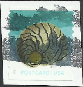 # 5168 Used Zebra Nerite Shell