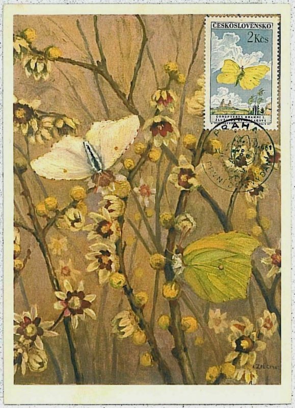 32396 - Czechoslovakia - MAXIMUM CARD: BUTTERFLIES insects - 1961 -