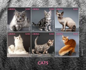 Liberia Cats Stamps 2020 MNH Persian Sphynx Bengal Turkish Angora Cat 6v M/S