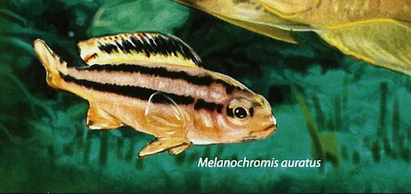 Fish Stamp Neolamprologus Brichardi Melanochromis Auratus S/S MNH #3006 / Bl.623