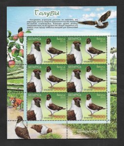 SD)2011 BELARUS PIGEONS, ORIGIN OF THE STRASSER, THEY DO NOT FLY WELL,