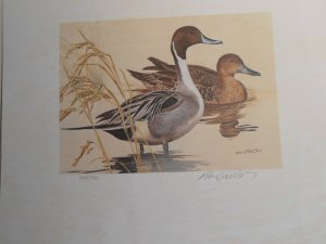 TX2 - Texas State Duck Print. With Folio & Stamp. Toning.  #02 TX2prwsbt