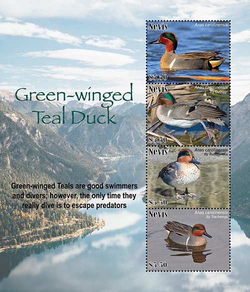 2021/05 - NEVIS - GREEN WINGED TEAL DUC             4V  complet set    MNH ** T