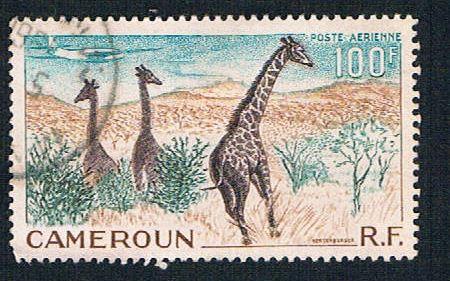 Cameroun C35 Used Giraffes 1955 (BP26517)