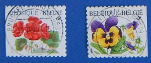 The flowers, Belgium (100-R)