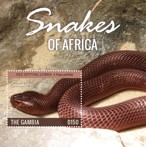 Gambia 2015 - Snakes of Africa - Souvenir stamp sheet - Scott #3630 - MNH