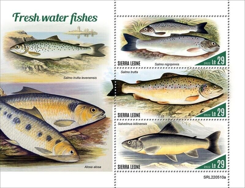 Sierra Leone - 2022 Fresh Water Fish, Trout, Charr - 3 Stamp Sheet - SRL220510a