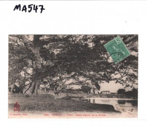 France Cols INDOCHINA Postcard Tonkin TREES View-Side 1902 {samwells}MA547