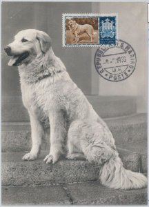 52677 - SAN MARINO - MAXIMUM CARD - ANIMALS dog PASTOTE MAREMANO 1956-