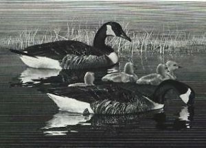 RW43 1976 FEDERAL DUCK STAMP PRINT + Artist Signed Stamp CA GEESE  List $785  