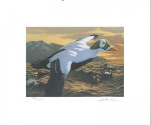 RW59 1992 FEDERAL DUCK STAMP PRINT SPECTACLED EIDER by Joe Hautman 