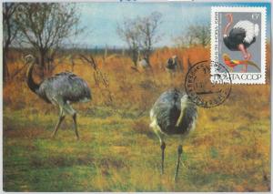 63667 -  RUSSIA USSR - POSTAL HISTORY: MAXIMUM CARD 1968 - BIRDS ostrich