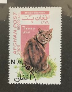 Afghanistan 2000  Mi 1942 CTO - 6000afs, domestic cats,  British Shorthair