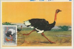 63675 -  RUSSIA USSR - POSTAL HISTORY: MAXIMUM CARD 1970 - BIRDS ostrich