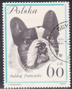 Poland 1119 French Bulldog 60Gr 1963
