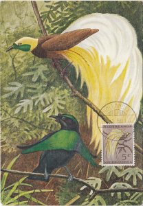 Netherlands New Guinea # 223, Bird of Paradise, Maxi Card