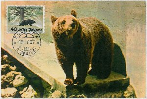 32128 - Italy - POSTAL HISTORY - MAXIMUM CARD - 1967 - Bears, Wild Fauna-