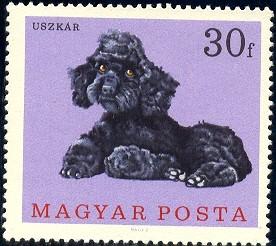 Dog, Poodle, Hungary stamp SC#1835 MNH