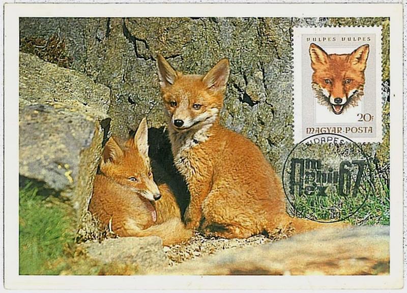 MAXIMUM CARD - POSTAL HISTORY - Hungary: Foxes, Hunting, Fauna, 1967