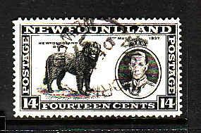 Newfoundland #9239 - Scott cat. #238 - 14c black Newfoundland Dog - dated
