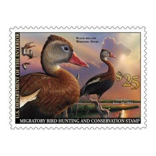 Mac's #RW87 2020 - US Federal Duck Stamp PLATE SINGLE Mint OGNH Free Mount 