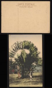 Singapore ca 1910 Traveller's Tree colour postcard