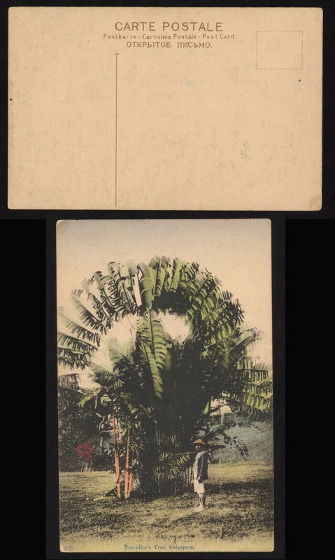 Singapore ca 1910 Traveller's Tree colour postcard